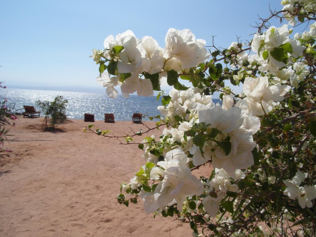 Hotel Bedouin Star Taba Esterno foto